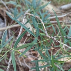 Glycine clandestina at Woomargama, NSW - suppressed