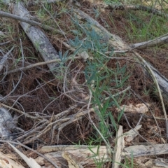 Glycine clandestina at Woomargama, NSW - suppressed