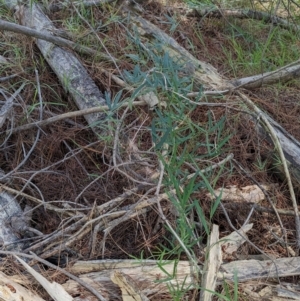 Glycine clandestina at Woomargama, NSW - suppressed