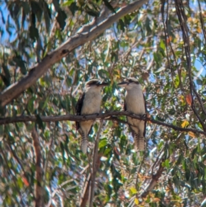 Dacelo novaeguineae at Woomargama, NSW - 15 Nov 2023