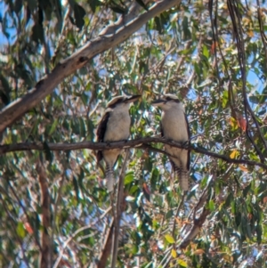 Dacelo novaeguineae at Woomargama, NSW - 15 Nov 2023