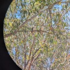 Dacelo novaeguineae at Woomargama, NSW - 15 Nov 2023