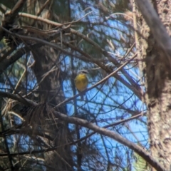 Eopsaltria australis (Eastern Yellow Robin) at Woomargama, NSW - 15 Nov 2023 by Darcy