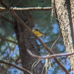 Eopsaltria australis at Woomargama, NSW - 15 Nov 2023