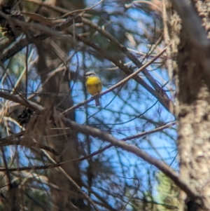 Eopsaltria australis at Woomargama, NSW - suppressed