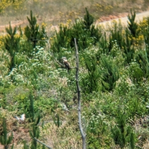 Dacelo novaeguineae at Woomargama, NSW - suppressed