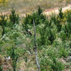 Dacelo novaeguineae at Woomargama, NSW - suppressed