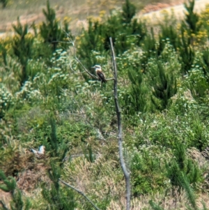 Dacelo novaeguineae at Woomargama, NSW - suppressed