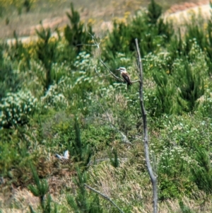 Dacelo novaeguineae at Woomargama, NSW - suppressed