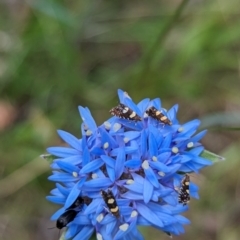 Glyphipterix chrysoplanetis at Talmalmo, NSW - 15 Nov 2023 by Darcy