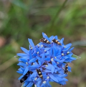 Glyphipterix chrysoplanetis at Woomargama National Park - suppressed