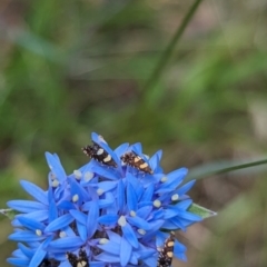 Glyphipterix chrysoplanetis at Woomargama National Park - suppressed