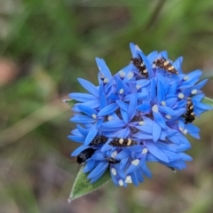 Glyphipterix chrysoplanetis at Woomargama National Park - suppressed