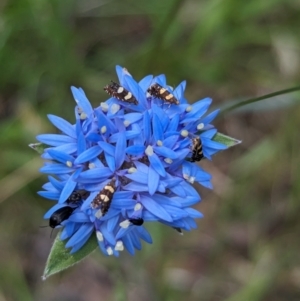 Glyphipterix chrysoplanetis at Woomargama National Park - suppressed