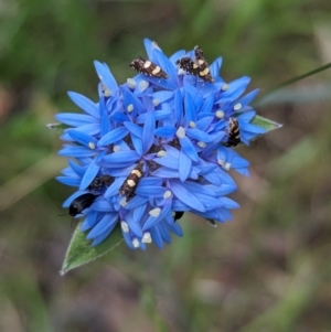 Glyphipterix chrysoplanetis at Woomargama National Park - suppressed