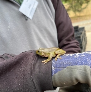 Litoria caerulea at Aranda, ACT - 15 Nov 2023