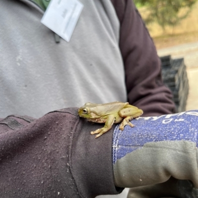 Litoria caerulea (Green Tree Frog) at Aranda, ACT - 15 Nov 2023 by NickiTaws