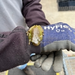 Litoria caerulea at Aranda, ACT - 15 Nov 2023