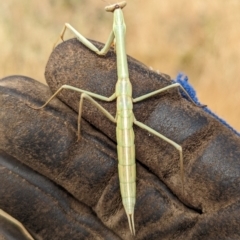 Archimantis sobrina (Large brown mantid) at The Pinnacle - 16 Nov 2023 by CattleDog