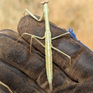 Archimantis sobrina at The Pinnacle - 16 Nov 2023 10:31 AM