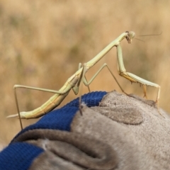 Archimantis sobrina at The Pinnacle - 16 Nov 2023 10:31 AM