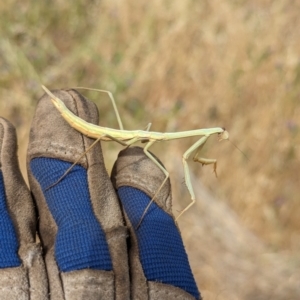 Archimantis sobrina at The Pinnacle - 16 Nov 2023 10:31 AM