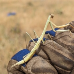 Archimantis sobrina at The Pinnacle - 16 Nov 2023 10:31 AM