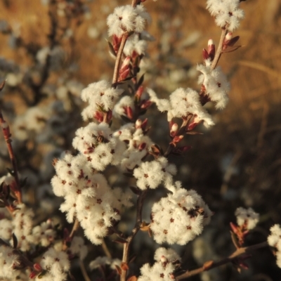 Leucopogon attenuatus (Small-leaved Beard Heath) at Tuggeranong, ACT - 7 Aug 2023 by michaelb