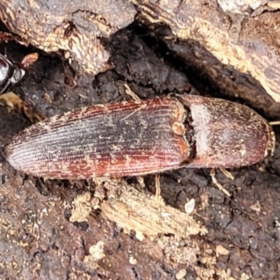 Monocrepidius submarmoratus (Click beetle) at Ainslie, ACT - 16 Nov 2023 by trevorpreston