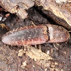 Monocrepidus submarmoratus (Click beetle) at Ainslie, ACT - 16 Nov 2023 by trevorpreston