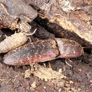 Monocrepidus submarmoratus at Corroboree Park - 16 Nov 2023