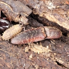 Monocrepidus submarmoratus at Corroboree Park - 16 Nov 2023