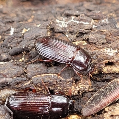 Uloma sp. (genus) (Uloma darkling beetle) at Ainslie, ACT - 16 Nov 2023 by trevorpreston