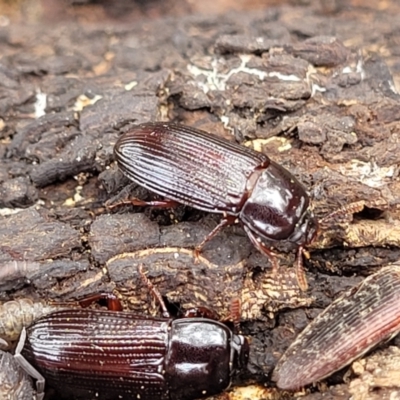 Uloma sp. (genus) (Uloma darkling beetle) at Corroboree Park - 16 Nov 2023 by trevorpreston