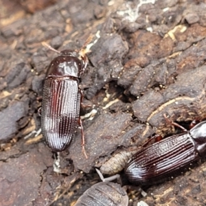 Uloma sp. (genus) at suppressed - 16 Nov 2023