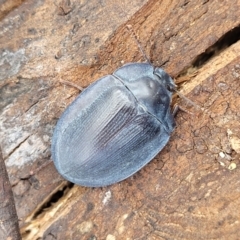 Pterohelaeus piceus (Pie-dish beetle) at Corroboree Park - 16 Nov 2023 by trevorpreston