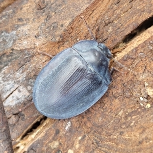 Pterohelaeus piceus at Ainslie, ACT - 16 Nov 2023