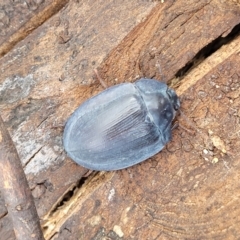 Pterohelaeus piceus at Ainslie, ACT - 16 Nov 2023