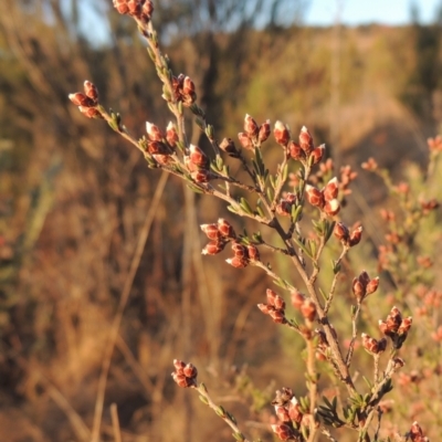 Cryptandra speciosa subsp. speciosa (Silky Cryptandra) at Tuggeranong, ACT - 7 Aug 2023 by michaelb