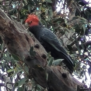 Callocephalon fimbriatum at Ainslie, ACT - suppressed