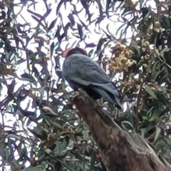 Callocephalon fimbriatum at Ainslie, ACT - suppressed