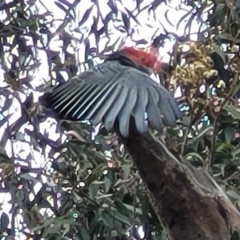 Callocephalon fimbriatum at Ainslie, ACT - suppressed