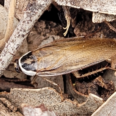 Johnrehnia australiae (Rehn's Cockroach) at Corroboree Park - 16 Nov 2023 by trevorpreston