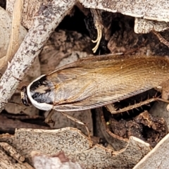Johnrehnia australiae (Rehn's Cockroach) at Ainslie, ACT - 16 Nov 2023 by trevorpreston