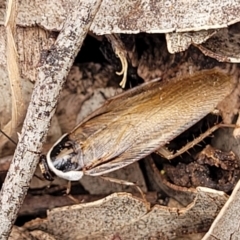 Johnrehnia australiae at Ainslie, ACT - 16 Nov 2023 11:40 AM