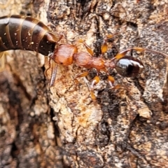 Podomyrma gratiosa (Muscleman tree ant) at Corroboree Park - 16 Nov 2023 by trevorpreston