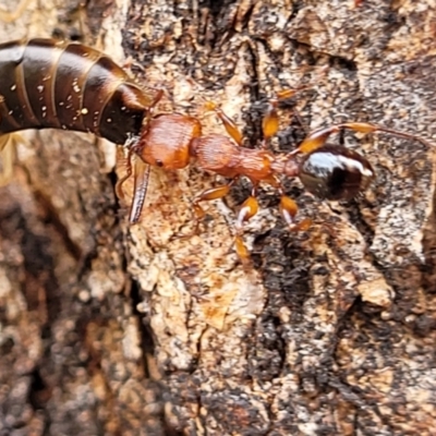 Podomyrma gratiosa (Muscleman tree ant) at Corroboree Park - 16 Nov 2023 by trevorpreston