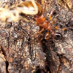 Podomyrma gratiosa at Ainslie, ACT - 16 Nov 2023 11:34 AM