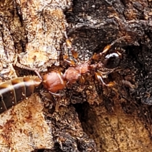 Podomyrma gratiosa at Ainslie, ACT - 16 Nov 2023