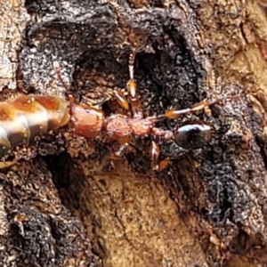 Podomyrma gratiosa at Ainslie, ACT - 16 Nov 2023